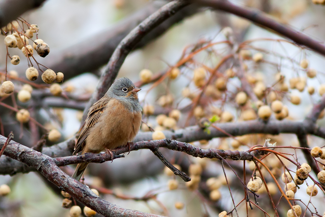 Cretzschmar`s Bunting