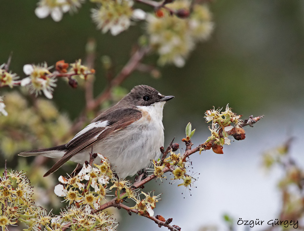 European Pied Flycatcher