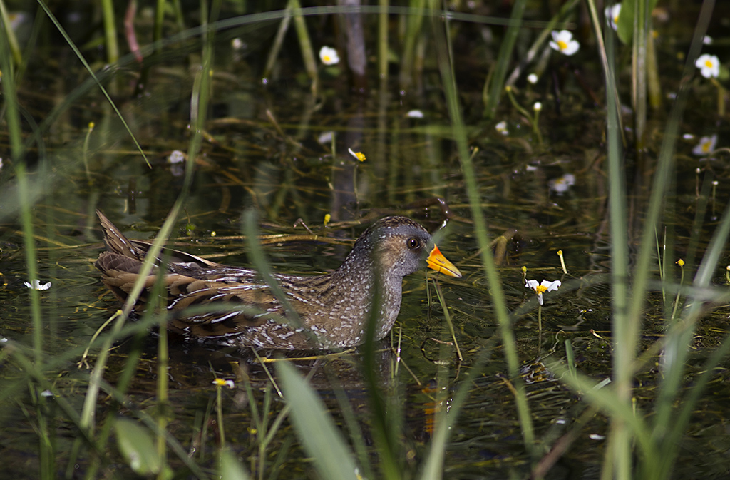 Spotted Crake