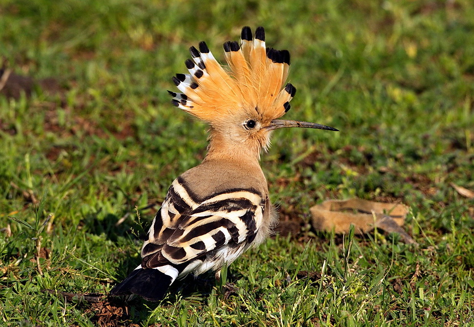 Common Hoopoe