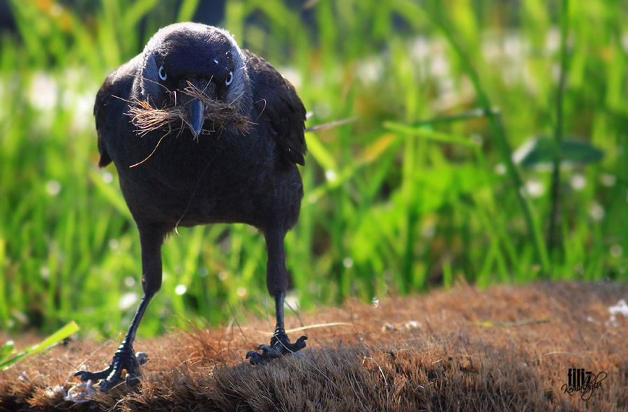 Western Jackdaw
