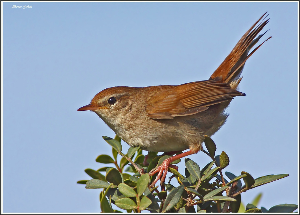 Cetti`s Warbler