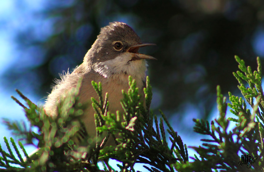 Akgerdanlı Ötleğen