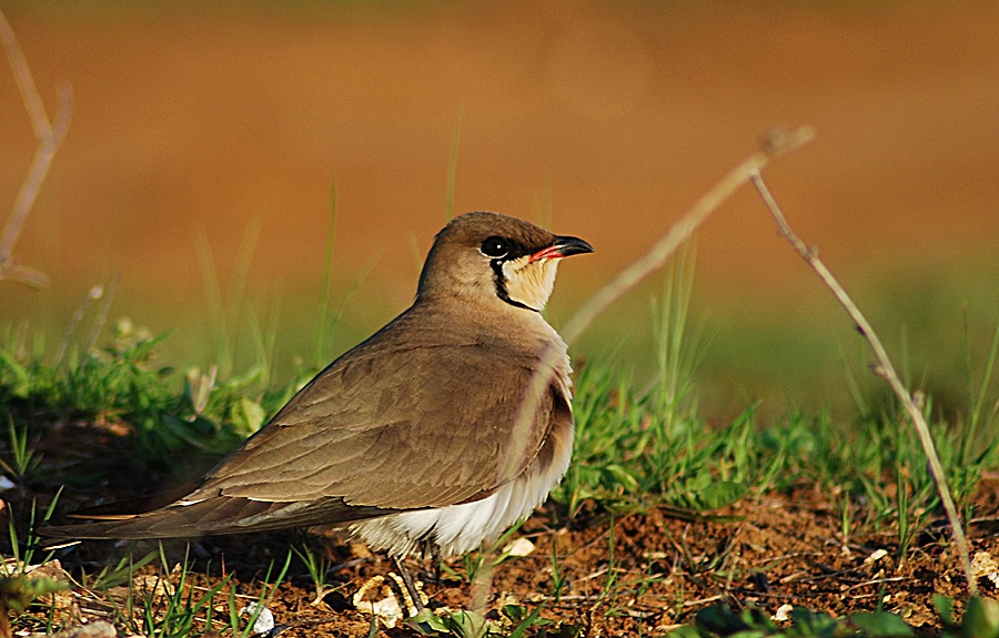 Collared Pratincole