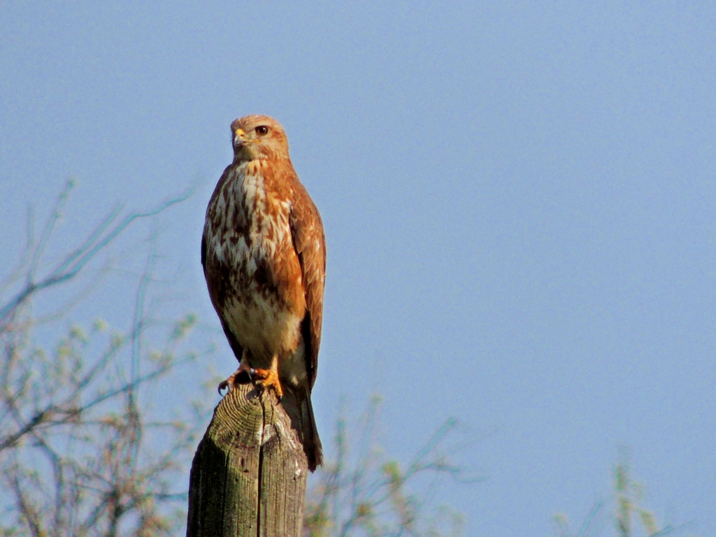 Common Buzzard