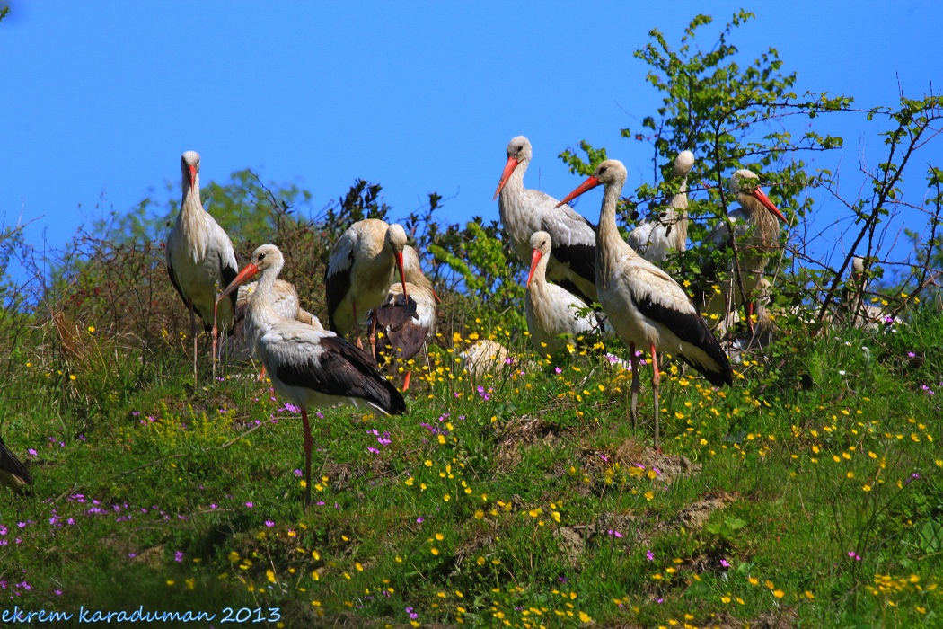 White Stork