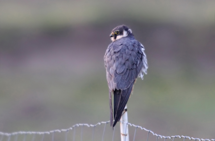 Eurasian Hobby