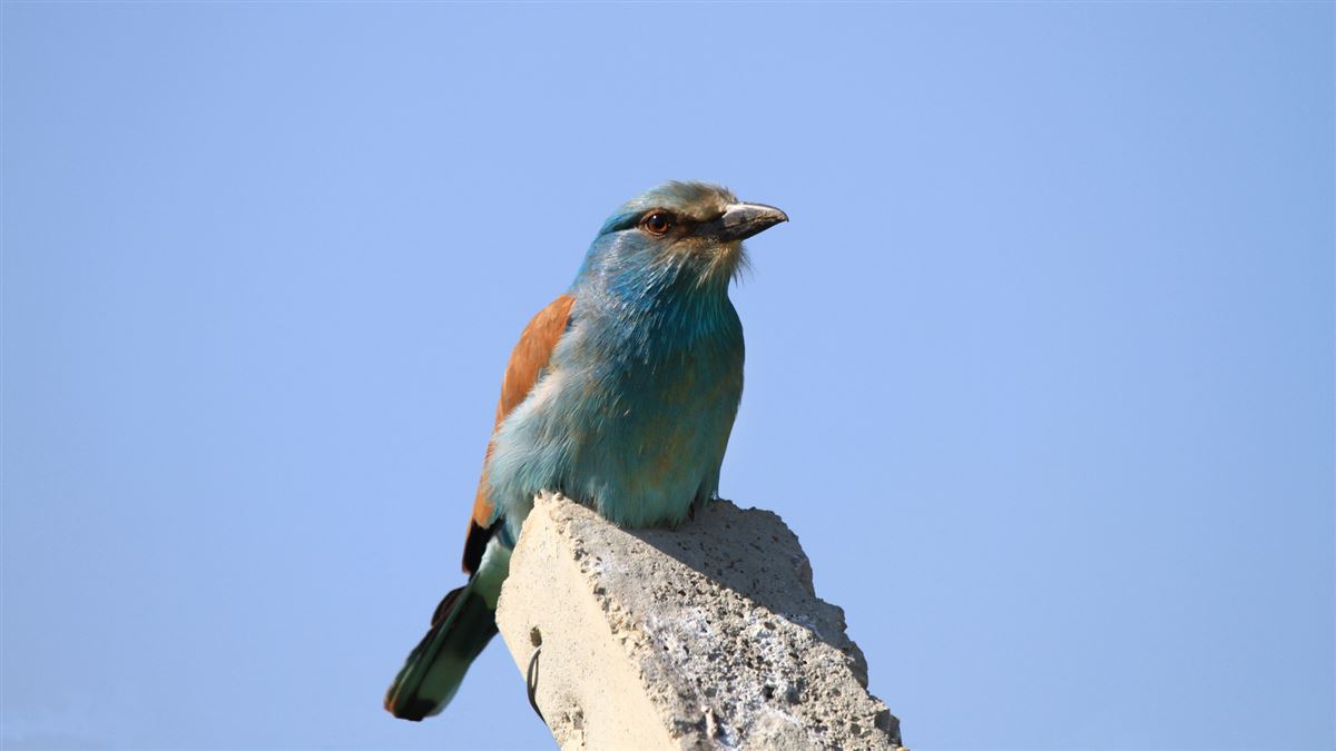 European Roller