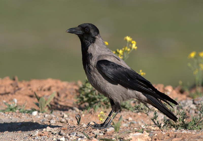 Hooded Crow