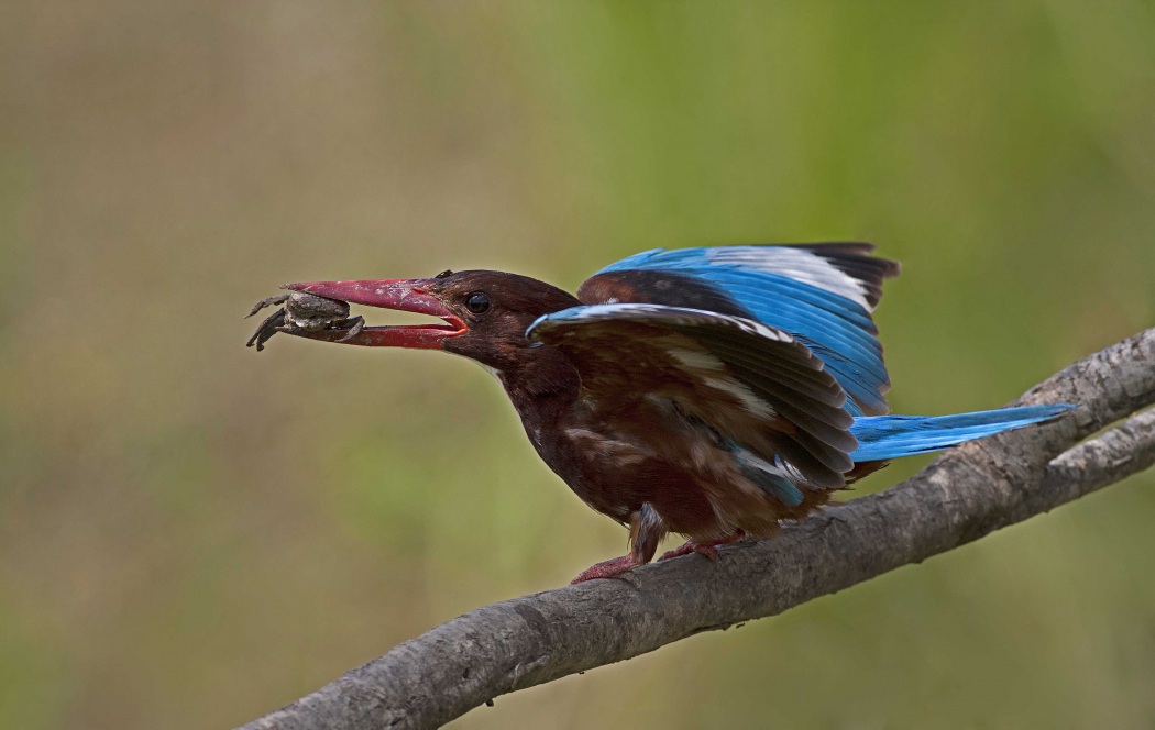 White-throated Kingfisher