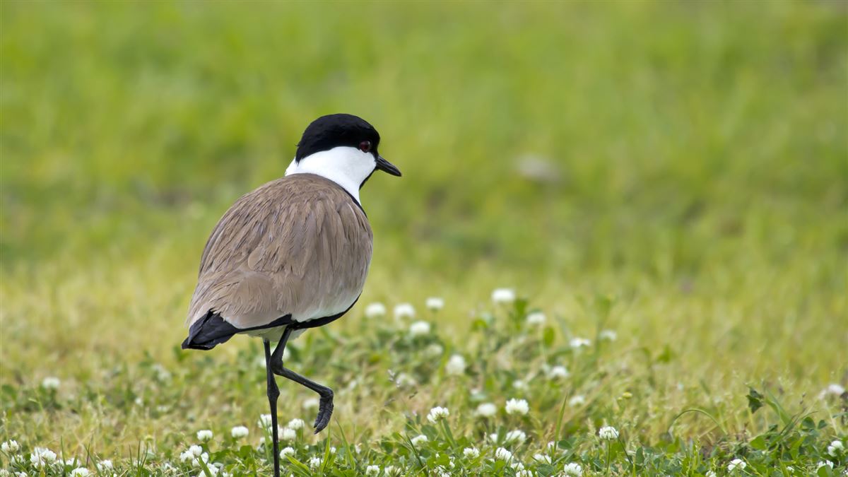 Spur-winged Lapwing