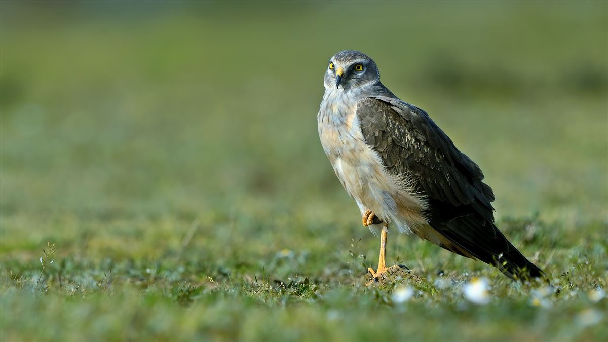 Pallid Harrier
