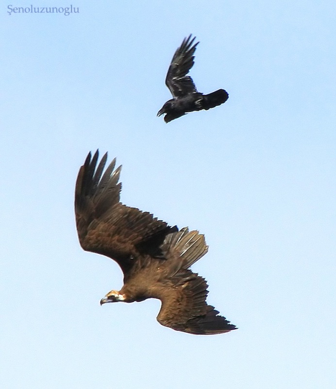 Cinereous Vulture