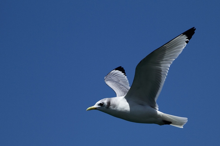 Black-legged Kittiwake