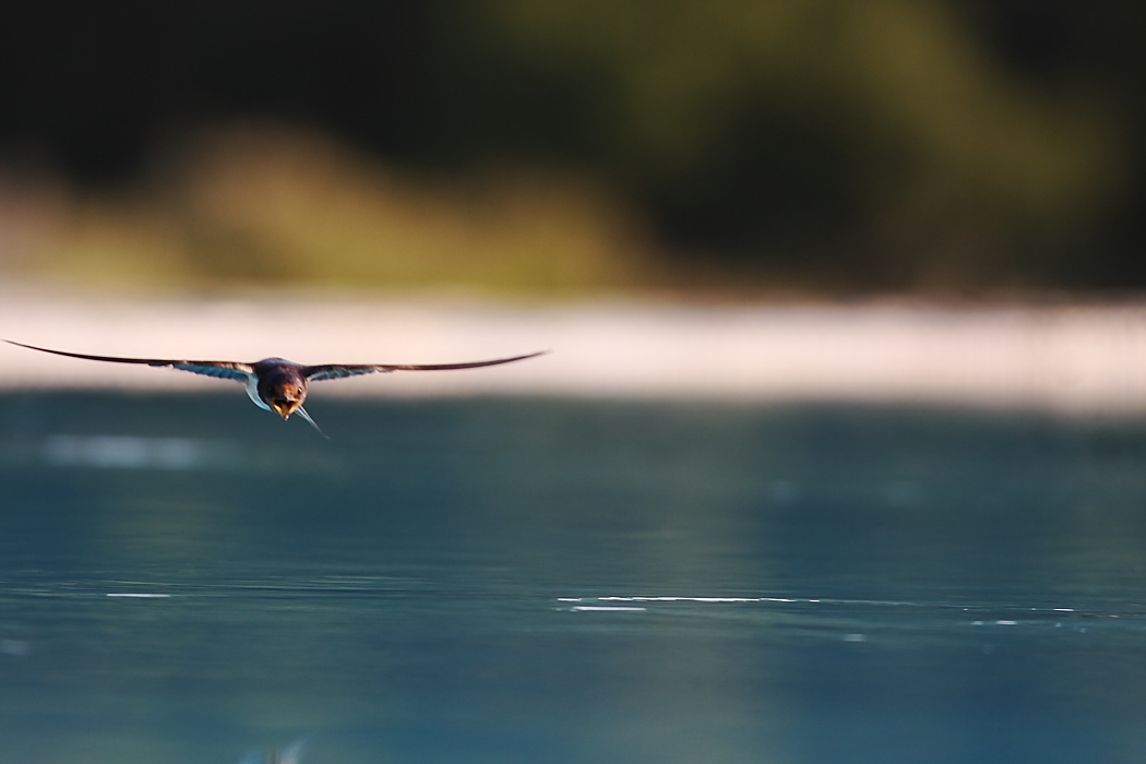 Barn Swallow