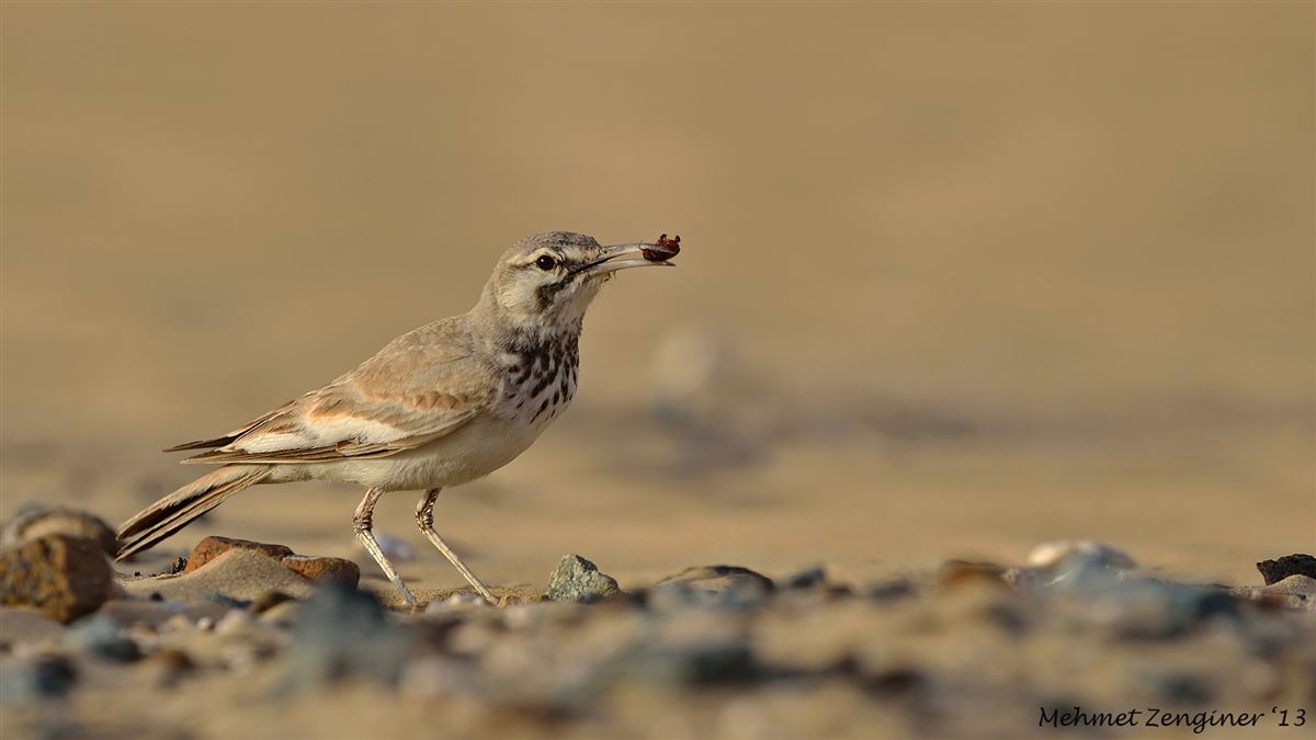 Greater Hoopoe-Lark