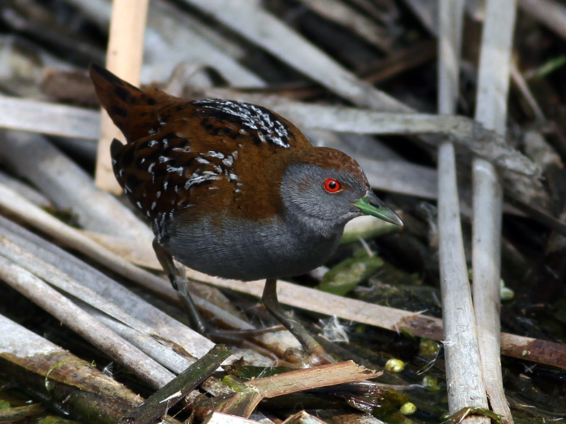Baillon`s Crake