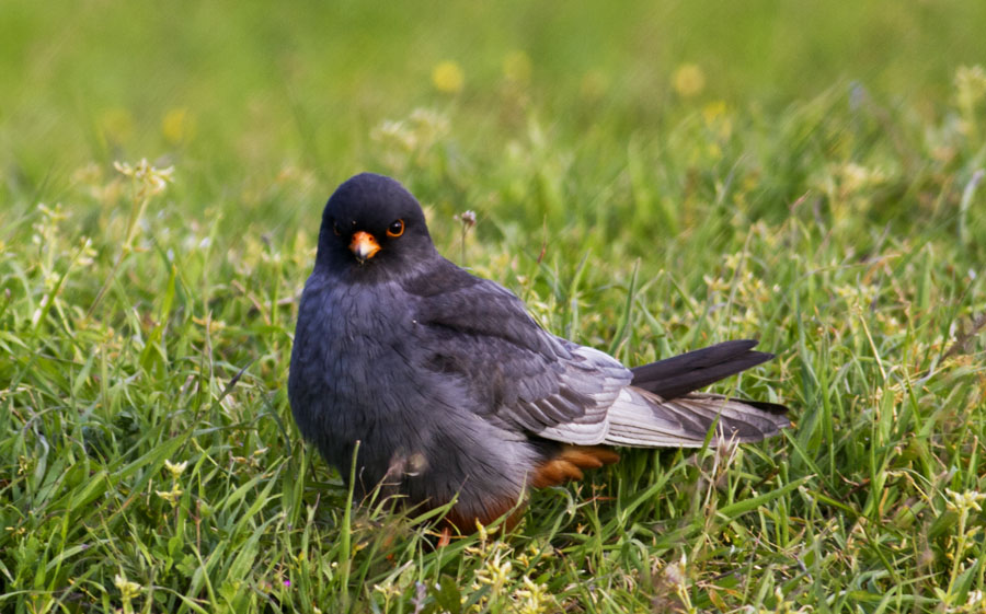 Red-footed Falcon