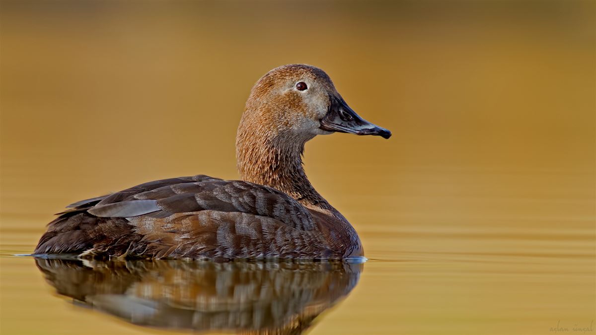 Common Pochard