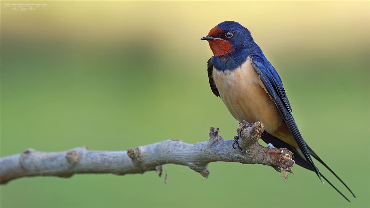 Barn Swallow