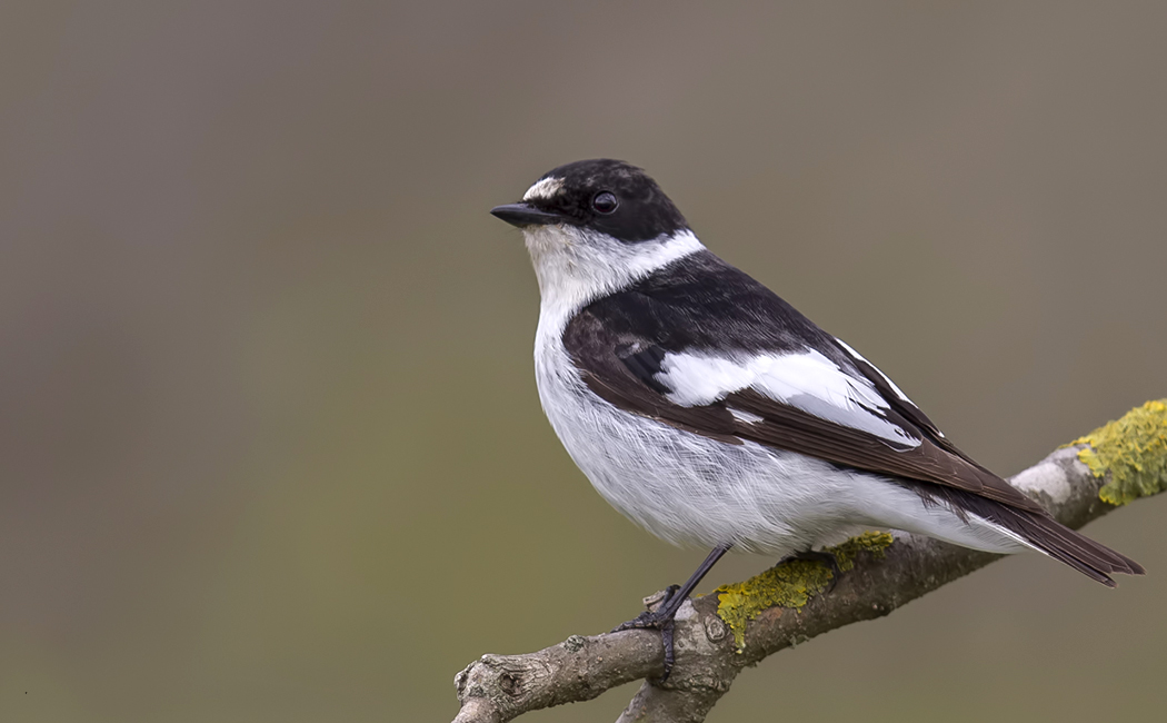 Collared Flycatcher