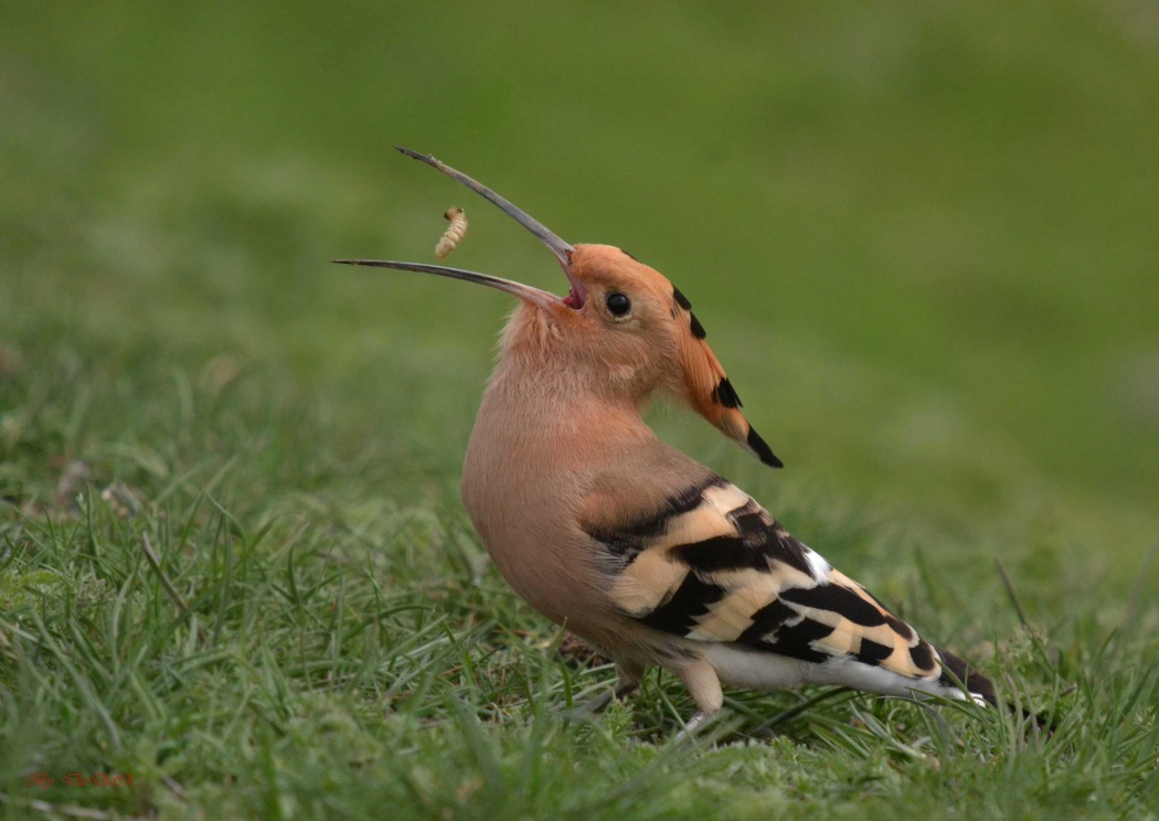 Eurasian Hoopoe
