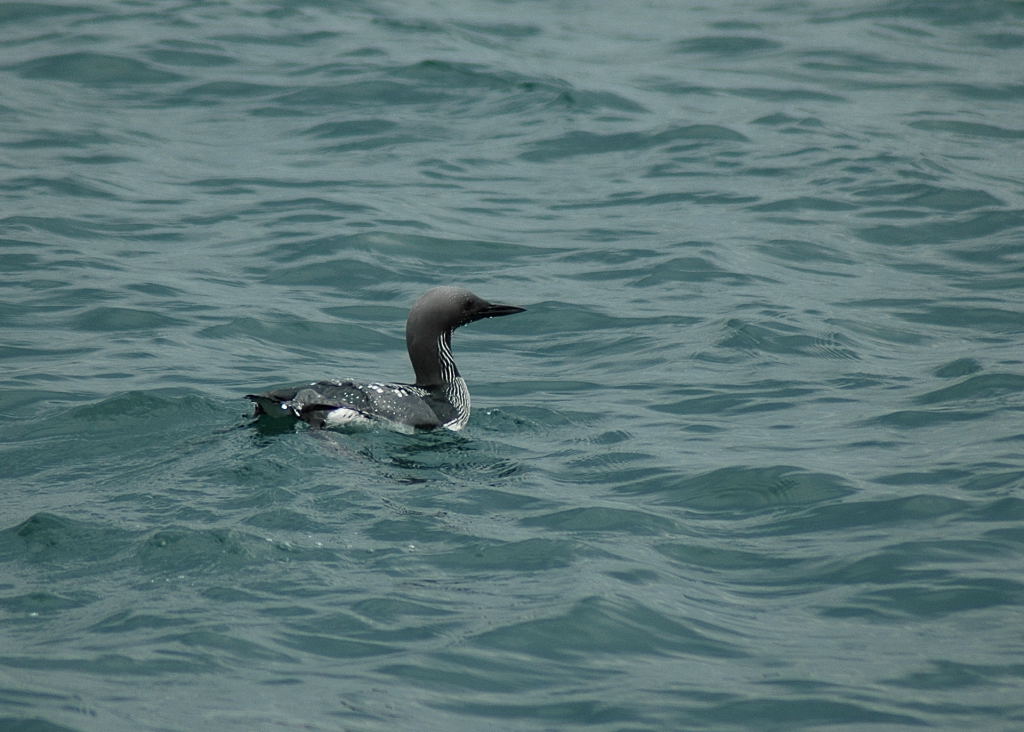Black-throated Loon