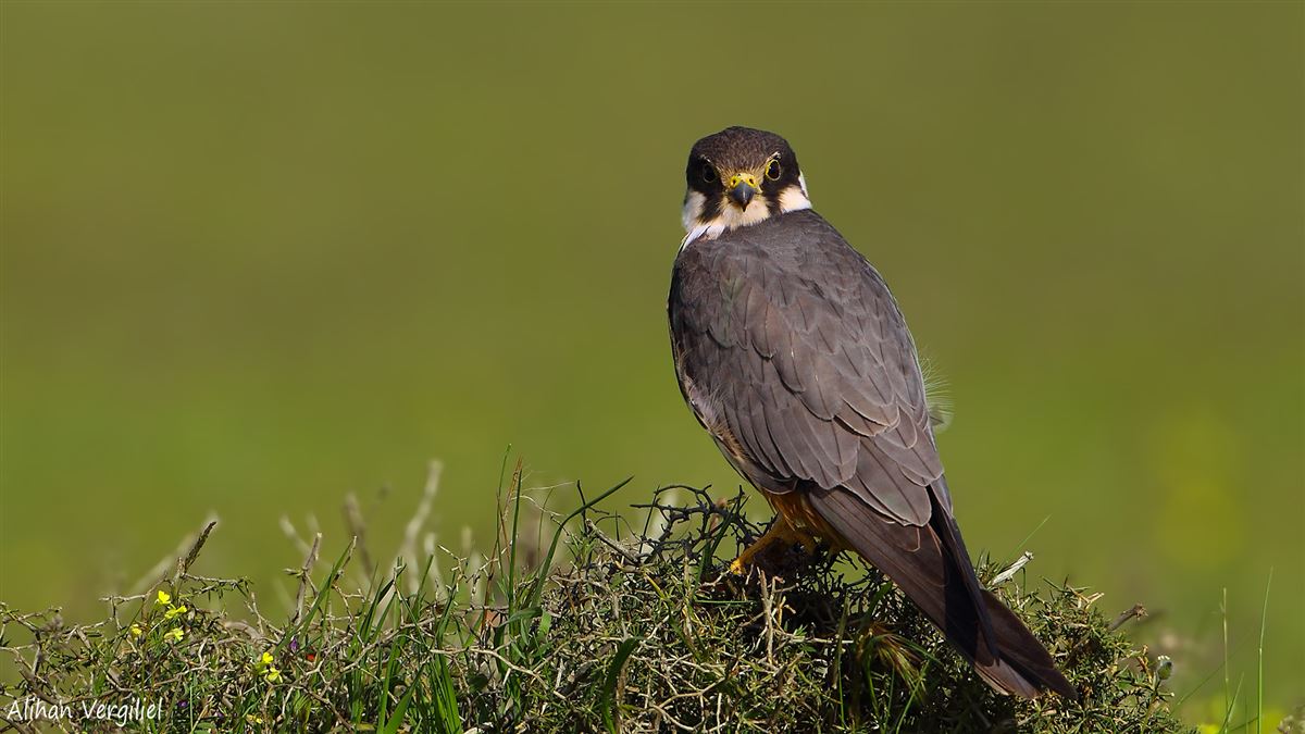 Eurasian Hobby