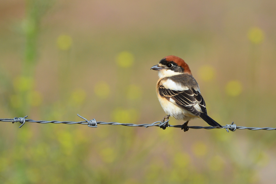 Woodchat Shrike