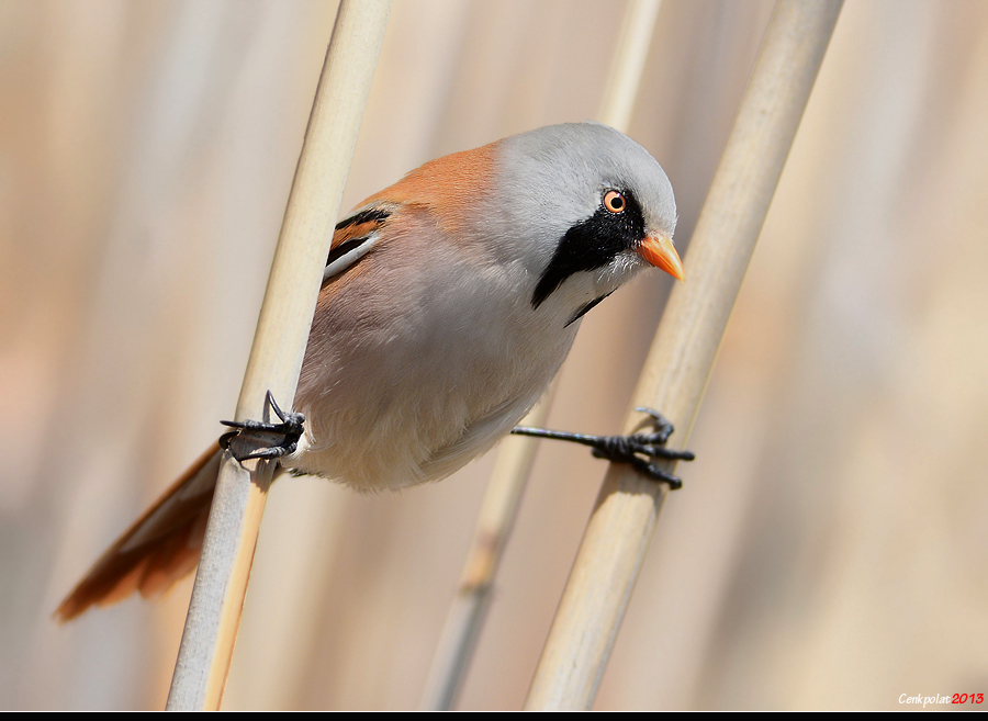 Bearded Reedling
