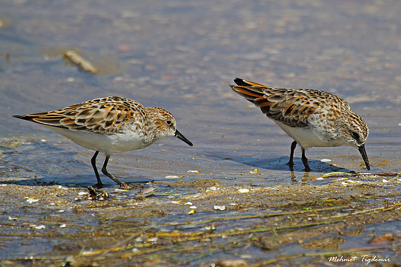 Little Stint