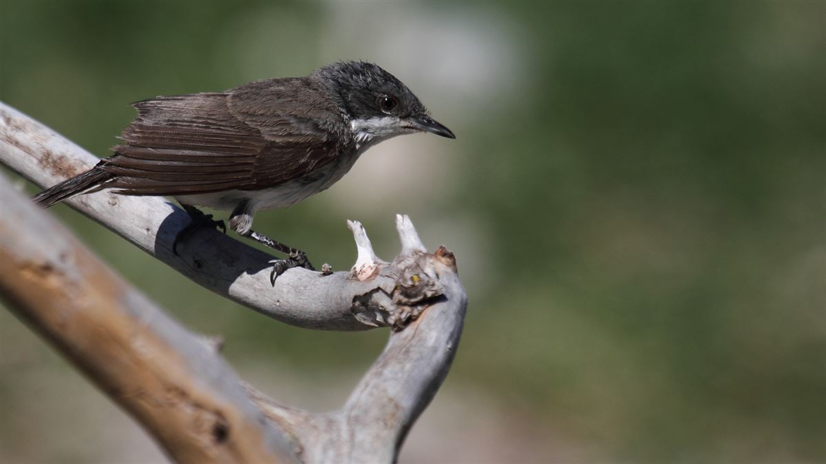 Eastern Orphean Warbler