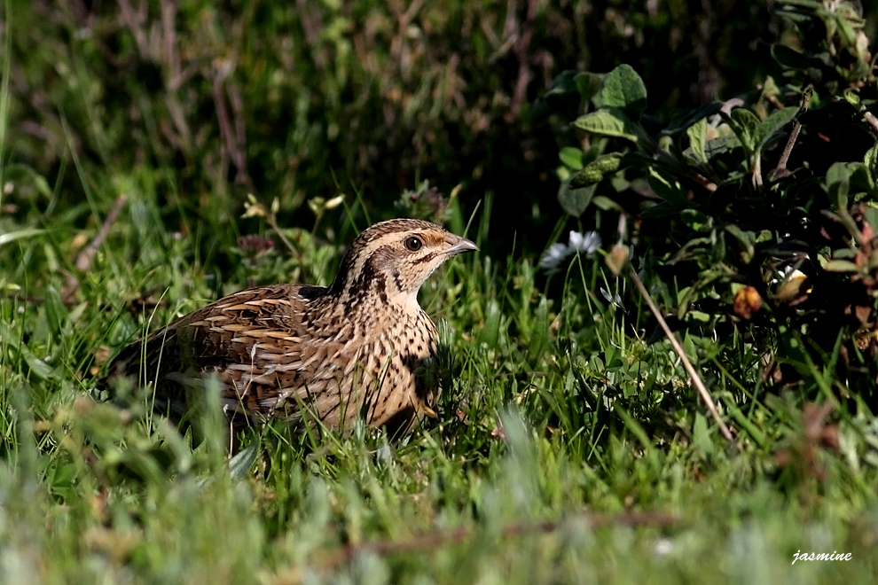 Common Quail