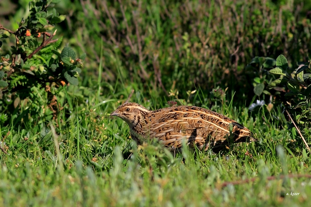 Common Quail