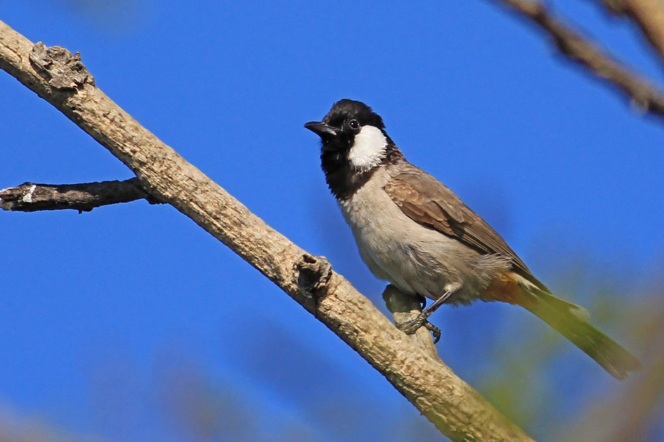 White-eared Bulbul