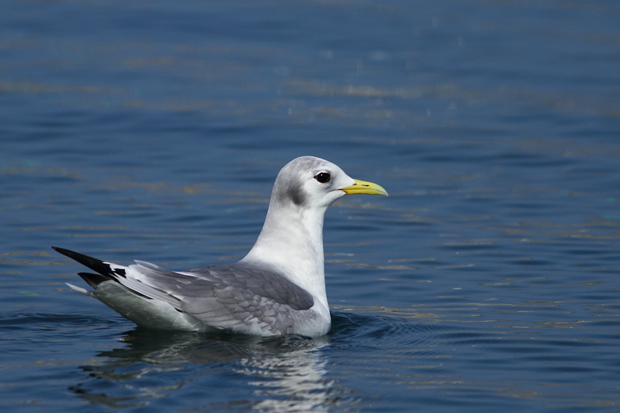 Black-legged Kittiwake
