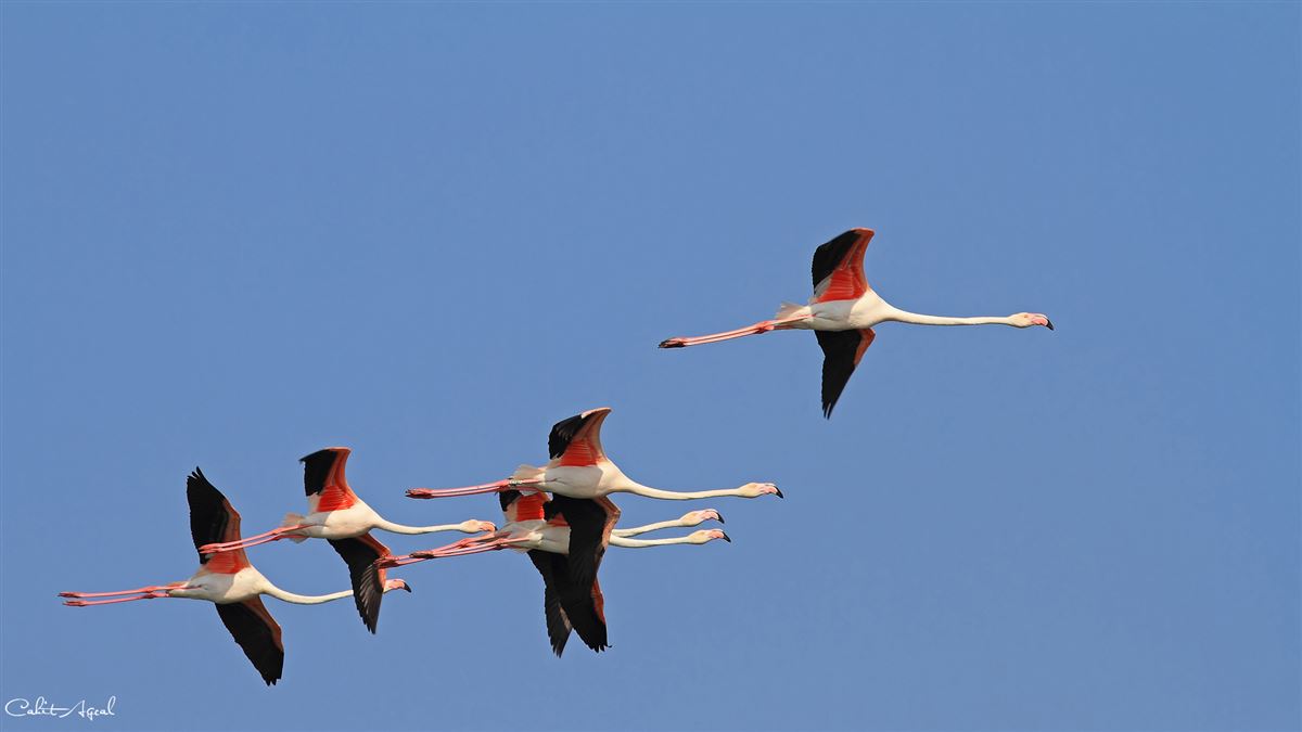 Flamingo