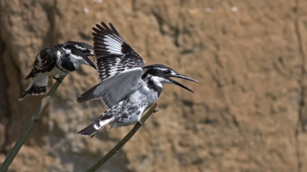 Pied Kingfisher