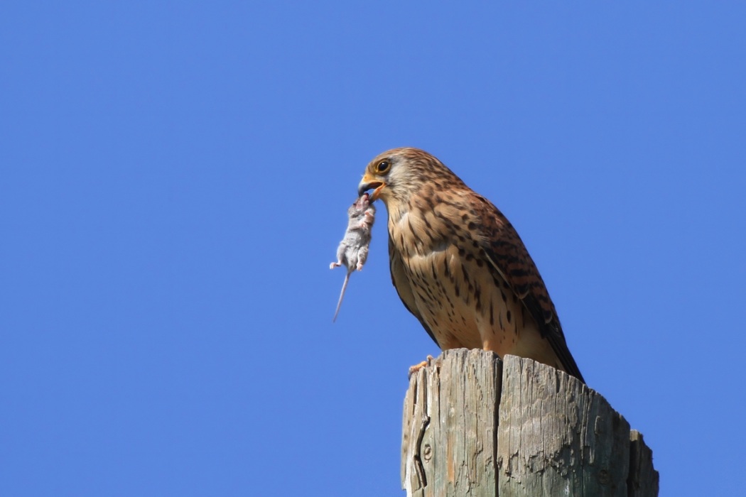 Common Kestrel