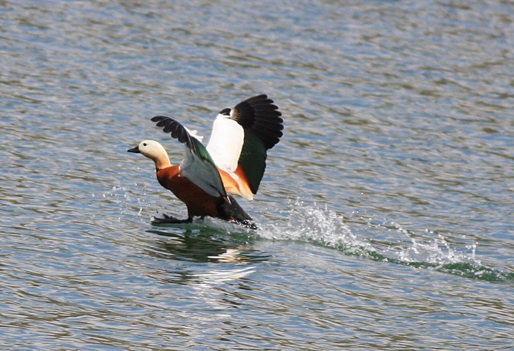 Ruddy Shelduck