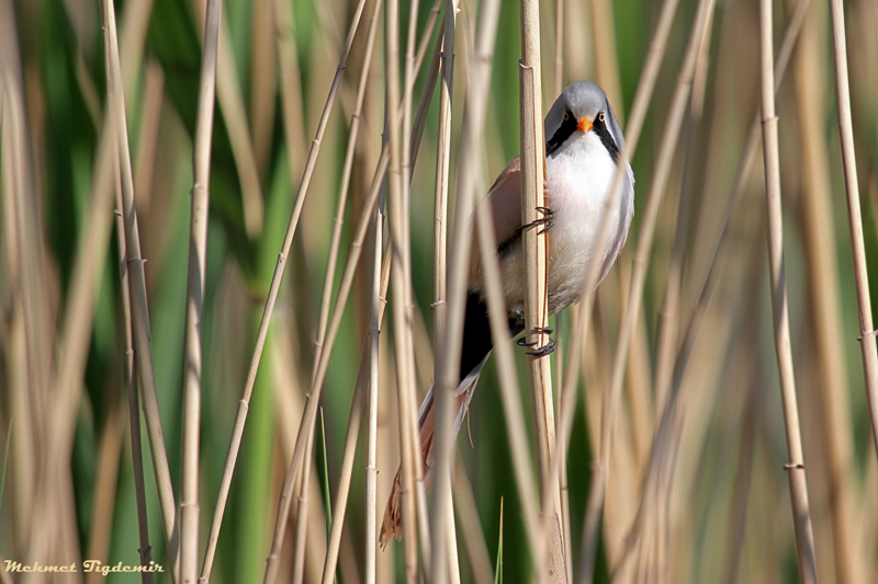 Bearded Reedling