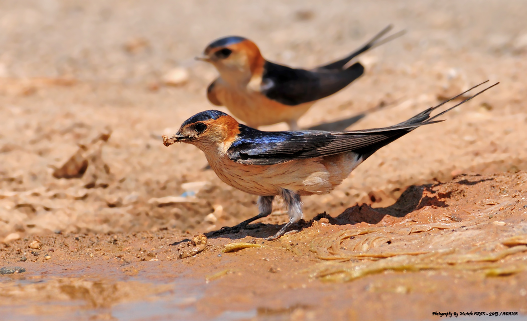 Red-rumped Swallow
