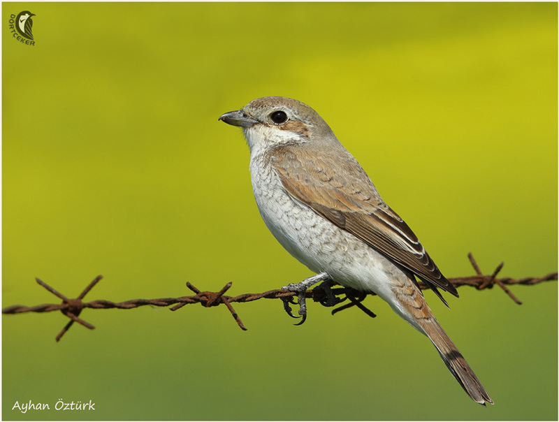 Red-backed Shrike