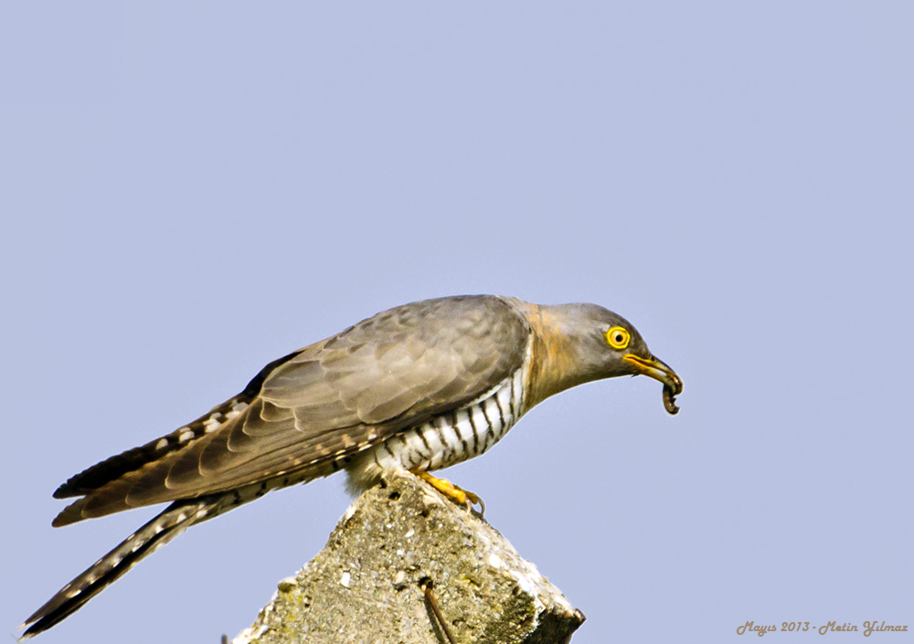 Common Cuckoo