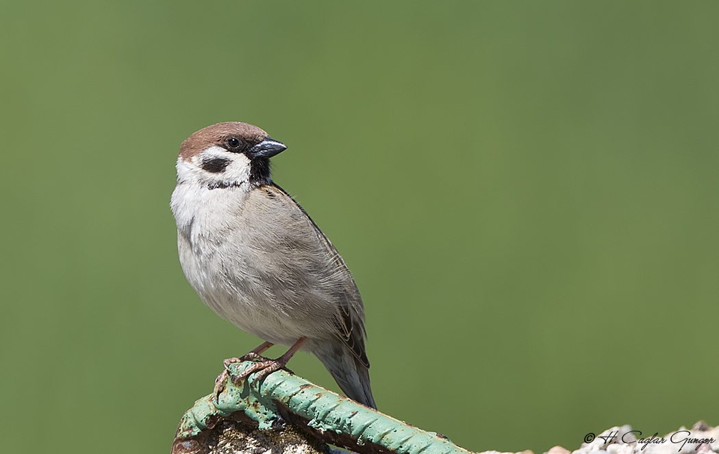 Eurasian Tree Sparrow