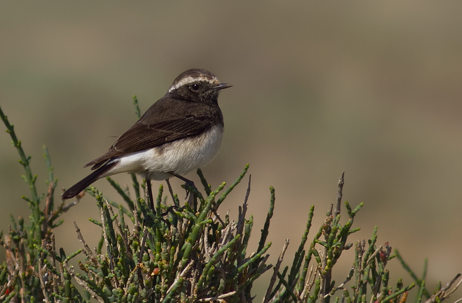 Cyprus Wheatear