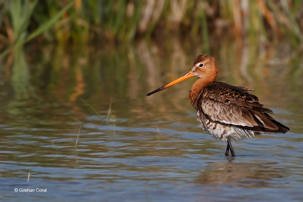 Black-tailed Godwit