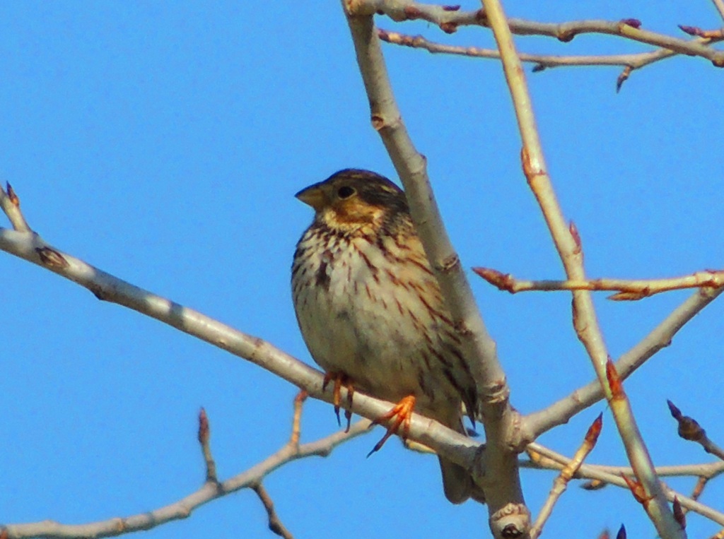Tarla Kirazkuşu