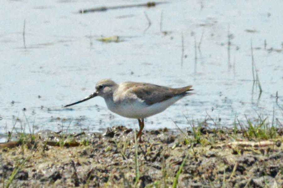 Terek Sandpiper