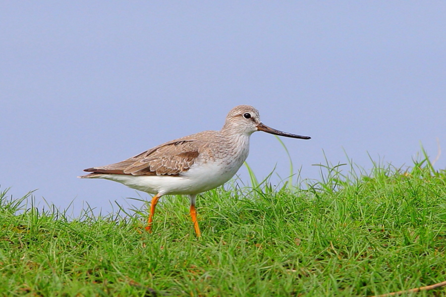 Terek Sandpiper